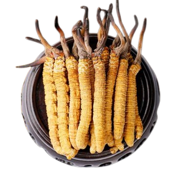 RƯỢU ĐÔNG TRÙNG HẠ THẢO